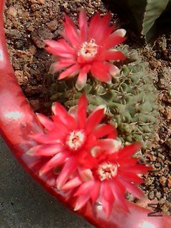 IMG1574A.jpg