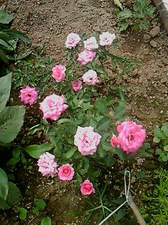 IMG1610A.jpg