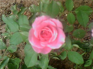 IMG1693A.jpg