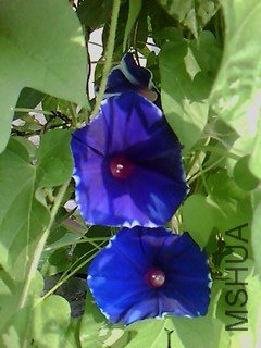 IMG1781A.jpg