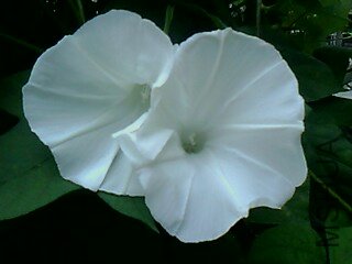 IMG1789A.jpg