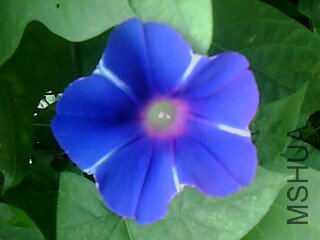 IMG1790A.jpg