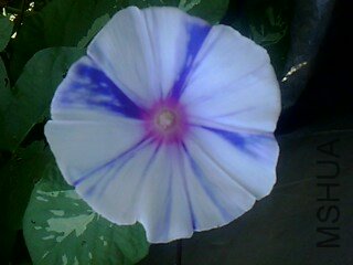 IMG1797A.jpg