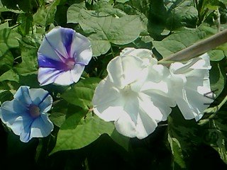IMG1801A.jpg