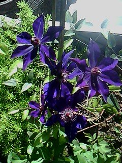 IMG1827A.jpg