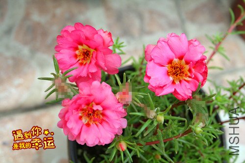 ��Ƭ 017_��ת_����.jpg