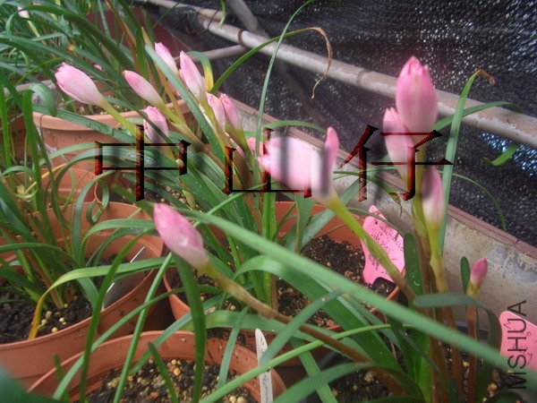 CIMG9554_��С��С.jpg