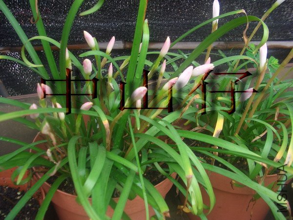 CIMG9556Zephyranthes sp. Labuffarosa_��С��С.jpg