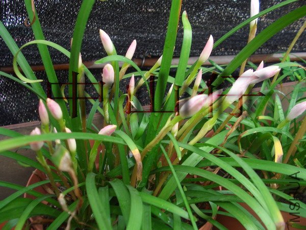 CIMG9557Zephyranthes sp. Labuffarosa_��С��С.jpg