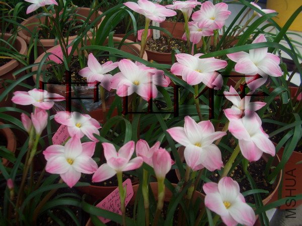CIMG9558Z. sp. Labuffarosa \\'Lily Pies\\'_��С��С.jpg