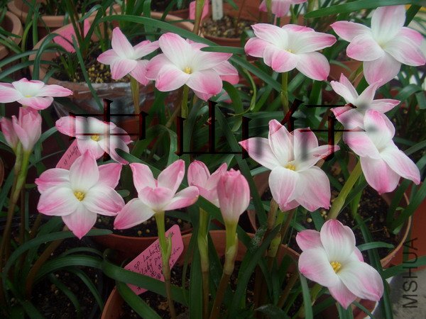 CIMG9559Z. sp. Labuffarosa \\'Lily Pies\\'_��С��С.jpg