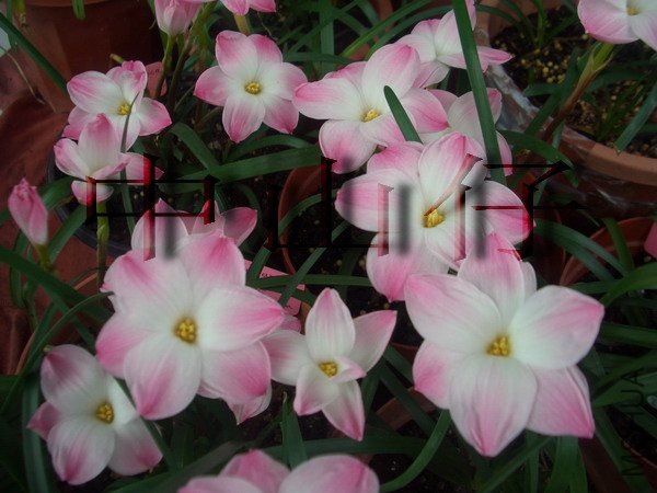CIMG9560Z. sp. Labuffarosa \\'Lily Pies\\'_��С��С.jpg