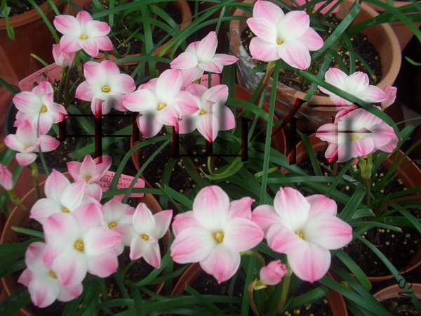 CIMG9561Z. sp. Labuffarosa \\'Lily Pies\\'_��С��С.jpg