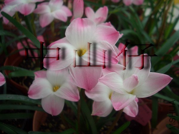 CIMG9562Z. sp. Labuffarosa \\'Lily Pies\\'_��С��С.jpg