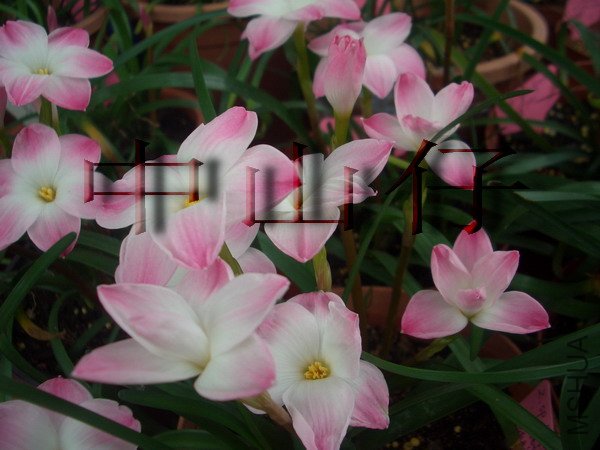 CIMG9563Z. sp. Labuffarosa \\'Lily Pies\\'_��С��С.jpg