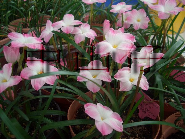 CIMG9564Z. sp. Labuffarosa \\'Lily Pies\\'_��С��С.jpg