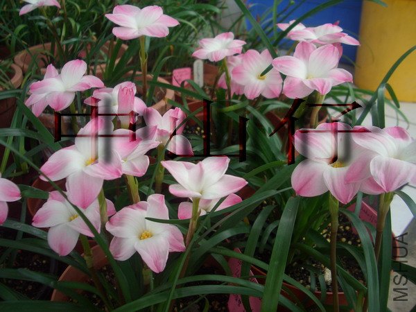 CIMG9565Z. sp. Labuffarosa \\'Lily Pies\\'_��С��С.jpg