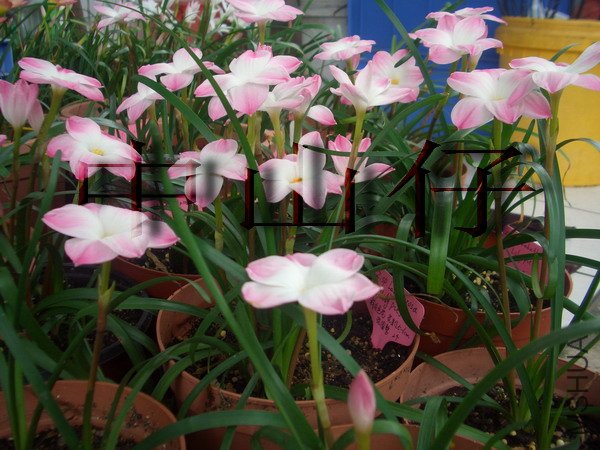 CIMG9566Z. sp. Labuffarosa \\'Lily Pies\\'_��С��С.jpg