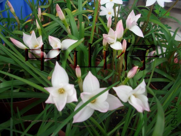 CIMG9567Zephyranthes sp. Labuffarosa_��С��С.jpg
