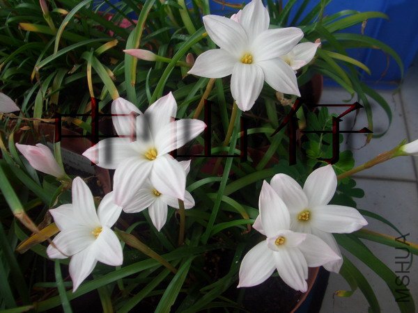 CIMG9568Zephyranthes sp. Labuffarosa_��С��С.jpg