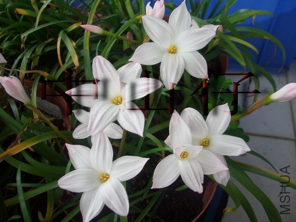 CIMG9569Zephyranthes sp. Labuffarosa_��С��С.jpg