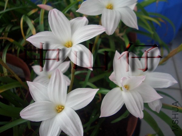 CIMG9570Zephyranthes sp. Labuffarosa_��С��С.jpg