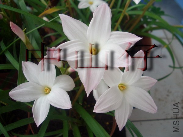 CIMG9571Zephyranthes sp. Labuffarosa_��С��С.jpg