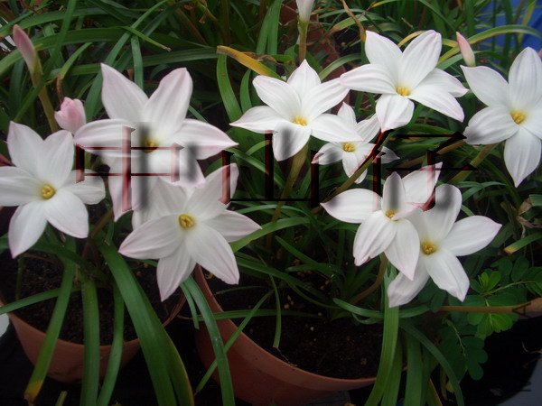 CIMG9572Zephyranthes sp. Labuffarosa_��С��С.jpg