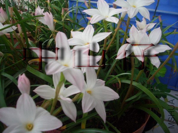 CIMG9573Zephyranthes sp. Labuffarosa_��С��С.jpg