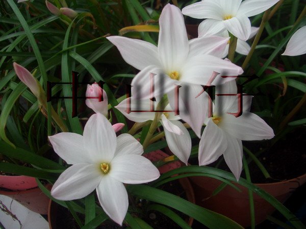 CIMG9574Zephyranthes sp. Labuffarosa_��С��С.jpg
