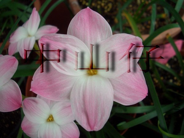 CIMG9583Z. sp. Labuffarosa \\'Lily Pies\\'_��С��С.jpg