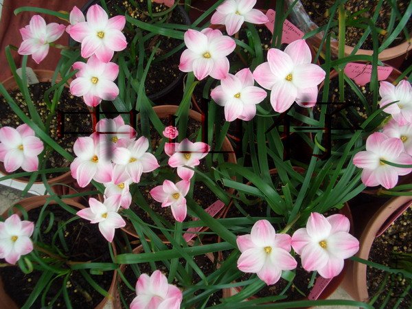 CIMG9585Z. sp. Labuffarosa \\'Lily Pies\\'_��С��С.jpg