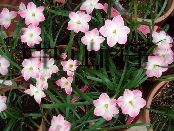 CIMG9586Z. sp. Labuffarosa \\'Lily Pies\\'_��С��С.jpg