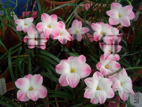 CIMG9592Z. sp. Labuffarosa \\'Lily Pies\\'_��С��С.jpg