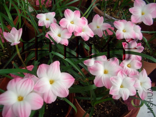 CIMG9593Z. sp. Labuffarosa \\'Lily Pies\\'_��С��С.jpg