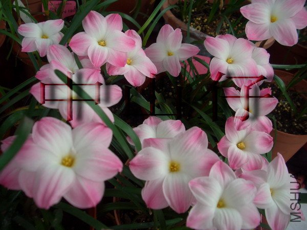 CIMG9595Z. sp. Labuffarosa \\'Lily Pies\\'_��С��С.jpg