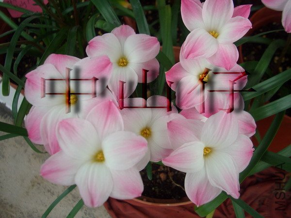 CIMG9596Z. sp. Labuffarosa \\'Lily Pies\\'_��С��С.jpg