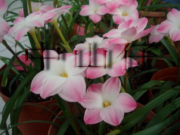 CIMG9597Z. sp. Labuffarosa \\'Lily Pies\\'_��С��С.jpg