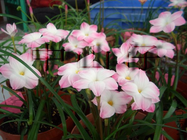 CIMG9598Z. sp. Labuffarosa \\'Lily Pies\\'_��С��С.jpg