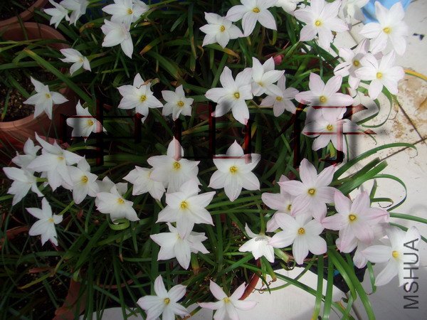 CIMG9608Zephyranthes sp. Labuffarosa_��С��С.jpg