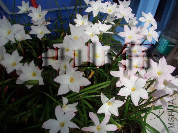 CIMG9609Zephyranthes sp. Labuffarosa_��С��С.jpg