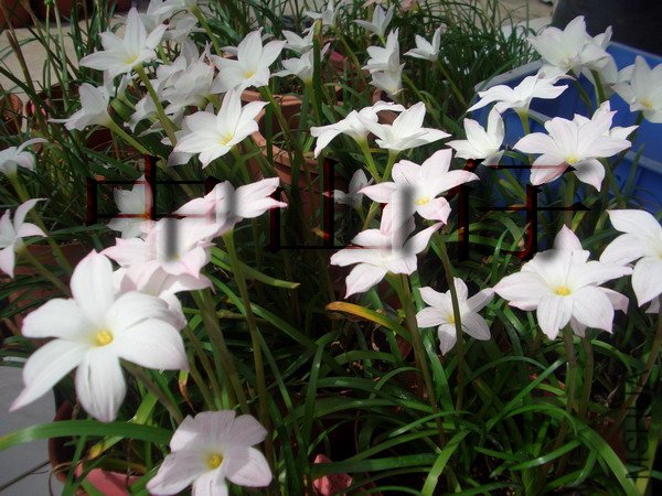 CIMG9610Zephyranthes sp. Labuffarosa_��С��С.jpg