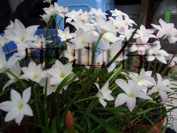 CIMG9611Zephyranthes sp. Labuffarosa_��С��С.jpg