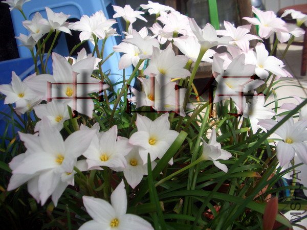 CIMG9612Zephyranthes sp. Labuffarosa_��С��С.jpg