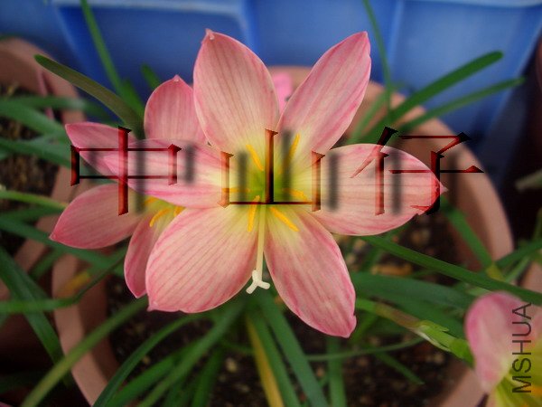 CIMG9575Z. x \\'Capricorn\\'_��С��С.jpg