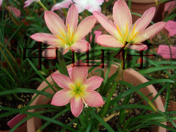 CIMG9581Z. x \\'Capricorn\\'_��С��С.jpg