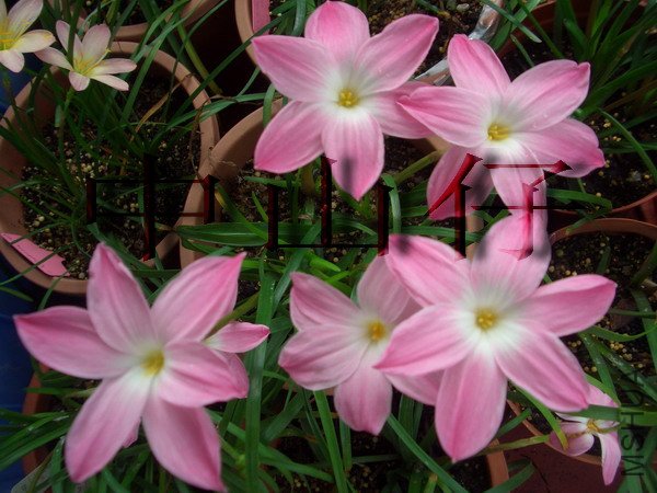 CIMG9601Z. sp. Labuffarosa \\'Pink\\'_��С��С.jpg