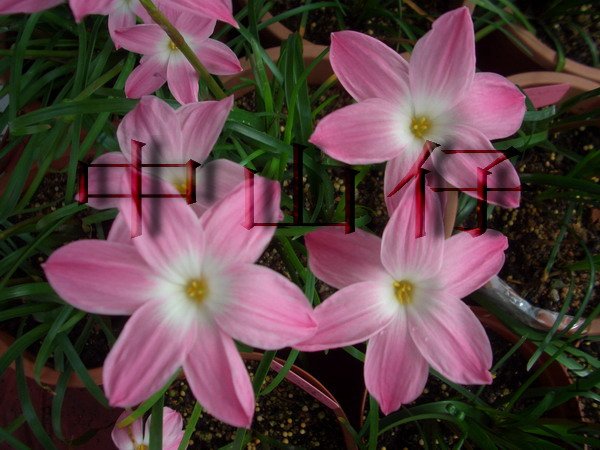 CIMG9602Z. sp. Labuffarosa \\'Pink\\'_��С��С.jpg
