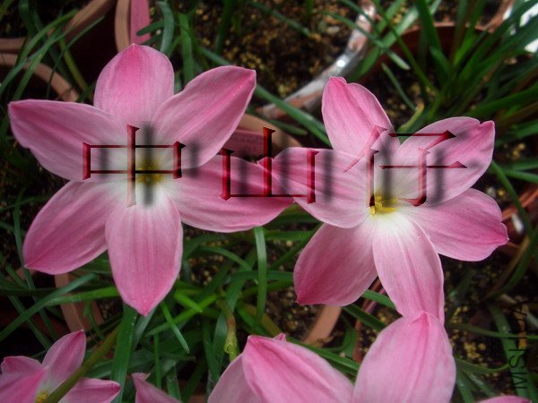 CIMG9603Z. sp. Labuffarosa \\'Pink\\'_��С��С.jpg