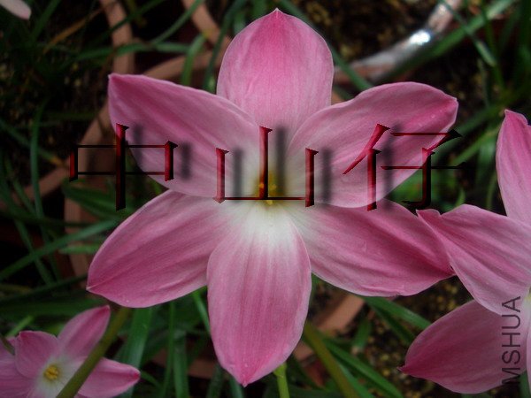 CIMG9604Z. sp. Labuffarosa \\'Pink\\'_��С��С.jpg